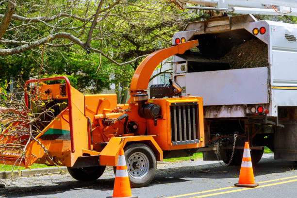 Professional Tree Service in Camilla, GA